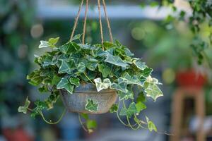 ai généré le concept de Accueil et jardin de souches lierre grandi dans une pendaison panier sur plante garderie, ornemental des lianes. photo