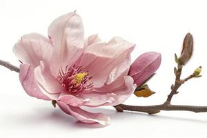 ai généré rose magnolia fleur isolé sur blanc Contexte photo