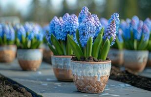 ai généré groupe de bleu fleurs dans une argile pot photo