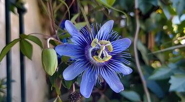 ai généré passiflora caerulea fleur fermer. photo