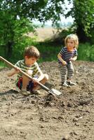 les enfants portion à plante patates dans le cuisine jardin photo