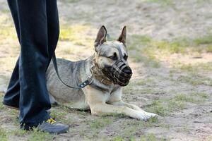 allemand berger chien mensonge sur le sol, portant une museau, sur une laisse suivant à ses propriétaire photo