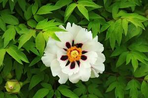 fermer de magnifique épanouissement blanc arbre pivoine paeonia suffrutique avec une araignée et une abeille photo