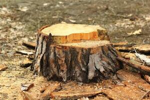 souche après une fraîchement Couper pin arbre, sylviculture photo