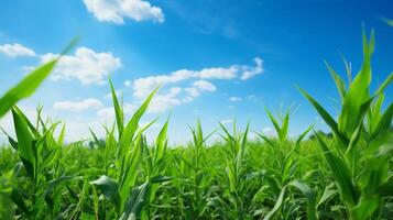 ai généré soigné Lignes de luxuriant vert tiges de maïs permanent grand contre une clair bleu ciel photo