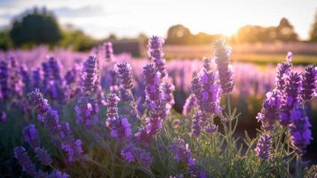 ai généré après midi Soleil sur une champ de vibrant violet lavande photo