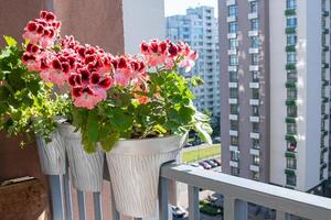 rose pélargonium fleurs. bourgeon proche en haut. grandir une fleur dans une pot sur le balcon. botanique pétale floral Contexte. jardinage photo