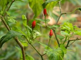 original photo de petit le Chili poivrons de proche intervalle avec feuilles et tiges. grandit dans tropical des endroits