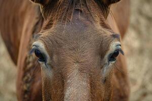 ai généré mule proche en haut portrait. photo