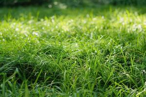 ai généré vibrant vert herbe lames couvert dans pétillant l'eau gouttelettes photo