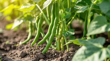 ai généré vert des haricots croissance dans une jardin dans été. photo