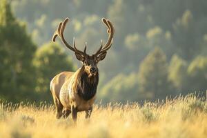 ai généré cerf avec grand bois dans une Prairie dans le été. photo