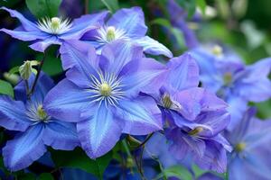 ai généré magnifique bleu et gros fleurs de clématite. photo