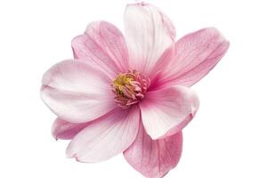 ai généré rose magnolia fleur isolé sur blanc Contexte photo
