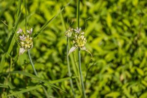 Prairie Ail les plantes avec fleurs photo