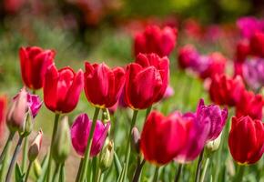 rouge et magenta tulipes fermer photo