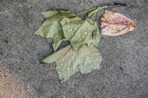 humide feuilles sur le sol photo