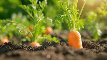 ai généré carotte croissance fermer. proche en haut carottes croissance dans champ. Frais légume plante de carotte. photo