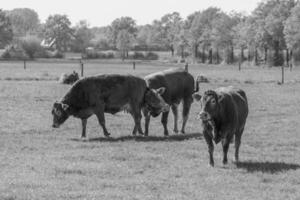 weseke dans westphalie photo