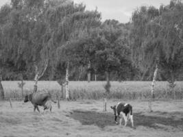 le muensterland allemand photo