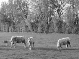 le muensterland allemand photo