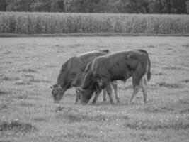 le muensterland allemand photo