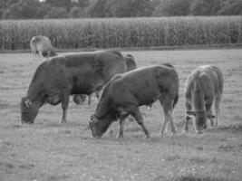 le muensterland allemand photo