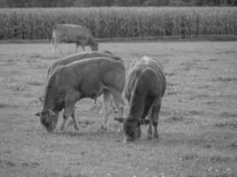 le muensterland allemand photo