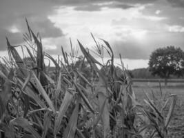 le muensterland allemand photo