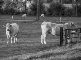 weseke dans westphalie photo