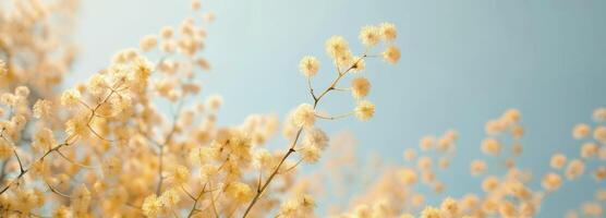 ai généré magnifique mimosa fleurs dans une Jaune Couleur contre une ciel bleu Contexte photo