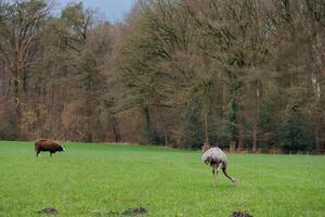 le printemps en westphalie photo