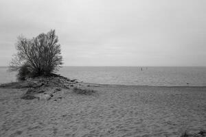 buisson, sable, Nord mer dans nuageux temps photo