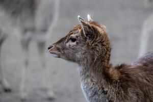 portrait de une Jeune jachère cerf photo