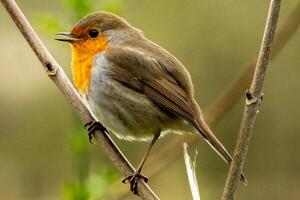 en chantant Robin séance sur une branche photo