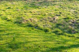 luxuriant vert Prairie dans printemps photo