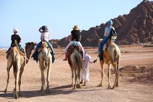 sharm el cheik, Egypte - Mars 18 ans, 2020 touristes équitation chameaux dans le Egypte désert. photo