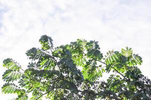 pluie arbre ou samanée saman, légumineuses mimosoideae photo