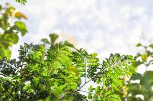 pluie arbre ou samanée saman, légumineuses mimosoideae photo