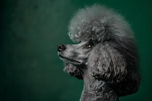 ai généré une majestueux noir caniche est orné avec une espiègle gris boule de poils sur ses diriger, mettant en valeur une mélange de élégance et charme. photo