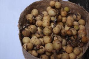 Longkong ou lansium parasite, fruit dans sud-est Asie a une amer et acide goût photo