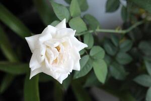 proche en haut de blanc des roses avec une flou arrière-plan, dans de face de le terrasse de le maison photo