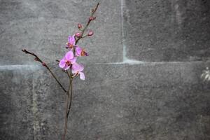 violet dorite orchidée fleur avec la nature pierre Contexte photo