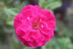 proche en haut de rose des roses avec une floue Contexte photo