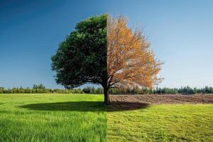 ai généré climat changement impact sur plus et pire environnement professionnel la photographie photo