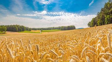 d'or blé champ et le coucher du soleil ciel, paysage de agricole grain cultures dans récolte saison, panorama. agriculture, agronomie et agriculture Contexte. été campagne paysage avec champ de blé photo