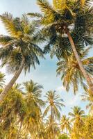 ambiance romantique de palmier tropical avec la lumière du soleil sur fond de ciel. feuillage exotique au coucher du soleil en plein air, paysage naturel en gros plan. cocotiers et soleil brillant sur un ciel lumineux. été printemps nature photo