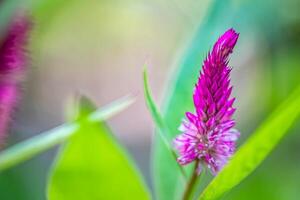 tropical macro rose violet fleurs à feuilles caduques arbuste. fixé exotique fleurs dans jungle forêt. ornemental jardin avec brillant flou feuillage. brillant rose coloré magnifique Floraison photo