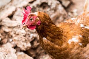 poule avec rouge crête dans poulet coopérative photo