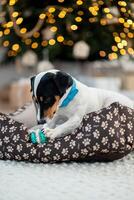 jack Russell terrier mensonges sur une lit et grignoter sur une jouet en dessous de une vacances arbre avec enveloppé cadeau des boites et vacances lumières. de fête arrière-plan, fermer photo